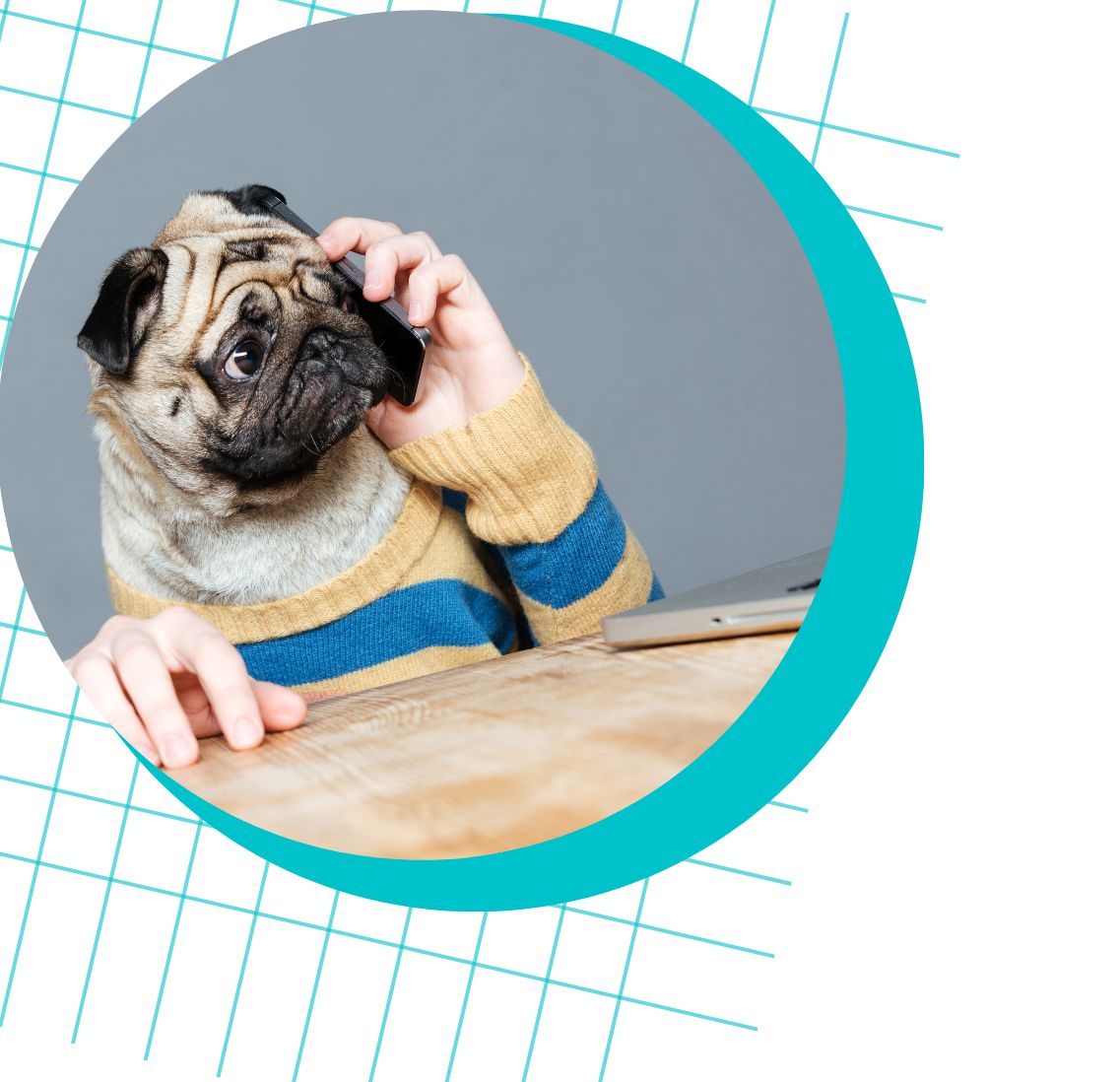 pug on phone